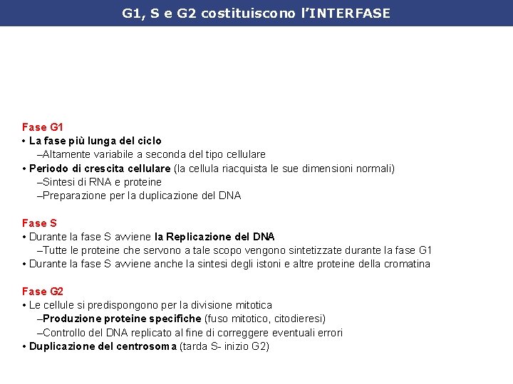 G 1, S e G 2 costituiscono l’INTERFASE Fase G 1 • La fase