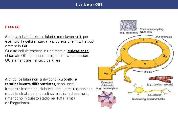 La fase G 0 Fase G 0 Se le condizioni extracellulari sono sfavorevoli, per