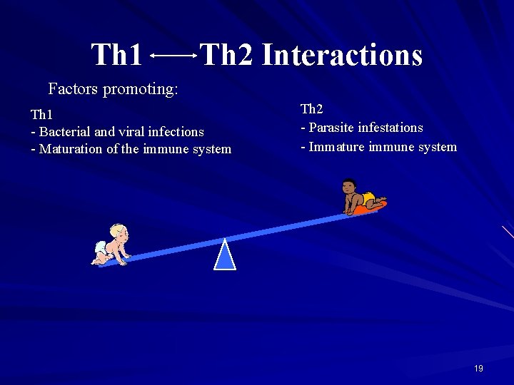 Th 1 Th 2 Interactions Factors promoting: Th 2 - Parasite infestations - Immature
