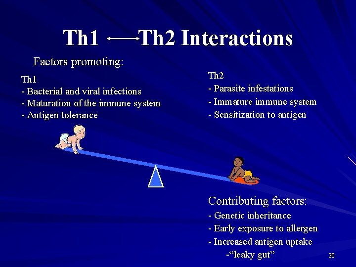 Th 1 Th 2 Interactions Factors promoting: Th 2 - Parasite infestations - Immature