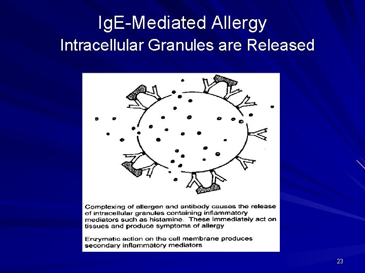 Ig. E-Mediated Allergy Intracellular Granules are Released 23 