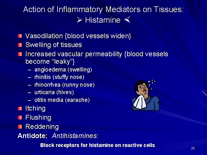 Action of Inflammatory Mediators on Tissues: Histamine Vasodilation {blood vessels widen} Swelling of tissues