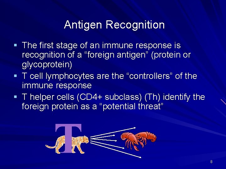 Antigen Recognition § The first stage of an immune response is recognition of a