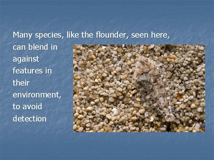 Many species, like the flounder, seen here, can blend in against features in their