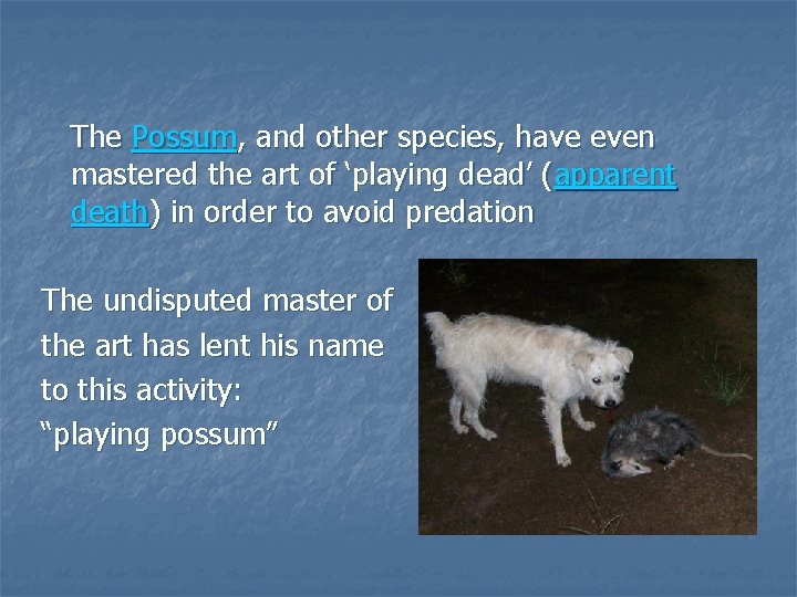 The Possum, and other species, have even mastered the art of ‘playing dead’ (apparent