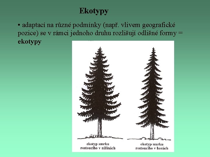 Ekotypy • adaptací na různé podmínky (např. vlivem geografické pozice) se v rámci jednoho