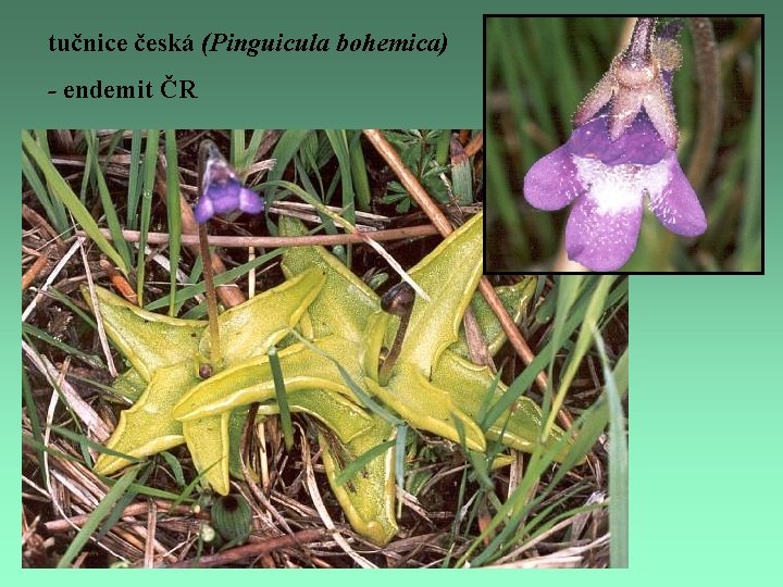 tučnice česká (Pinguicula bohemica) - endemit ČR 