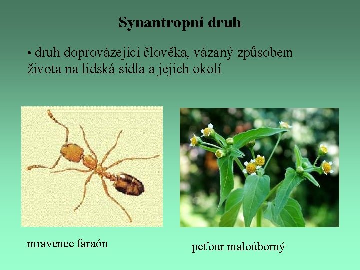 Synantropní druh • druh doprovázející člověka, vázaný způsobem života na lidská sídla a jejich