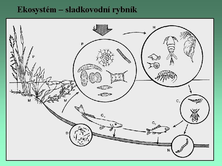 Ekosystém – sladkovodní rybník 