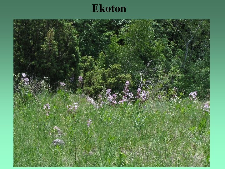 Ekoton 