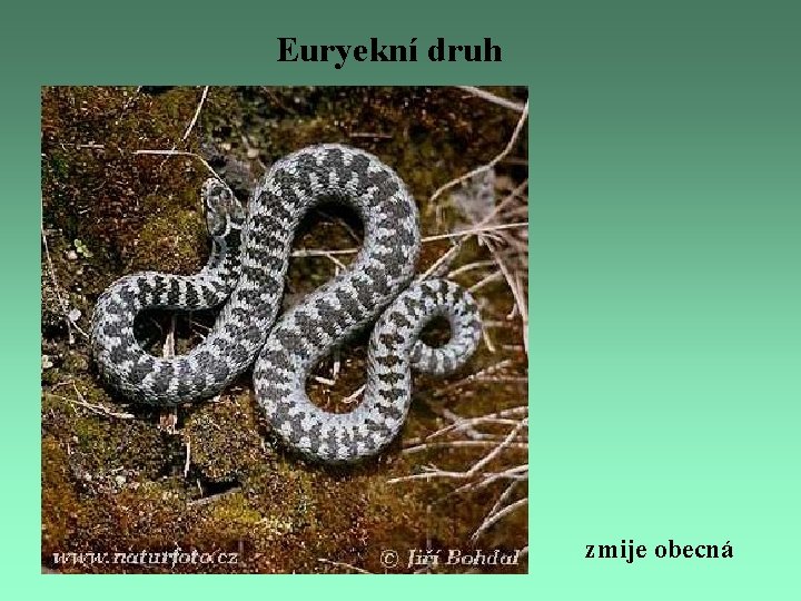 Euryekní druh zmije obecná 