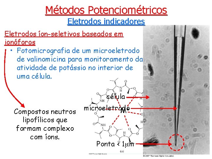 Métodos Potenciométricos Eletrodos indicadores Eletrodos íon-seletivos baseados em ionóforos • Fotomicrografia de um microeletrodo