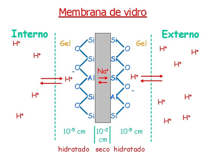 Membrana de vidro Interno H+ Gel O H+ -O H+ H+ O O H+