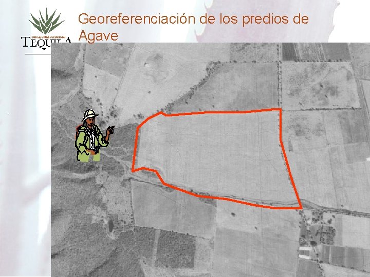 Georeferenciación de los predios de Agave 