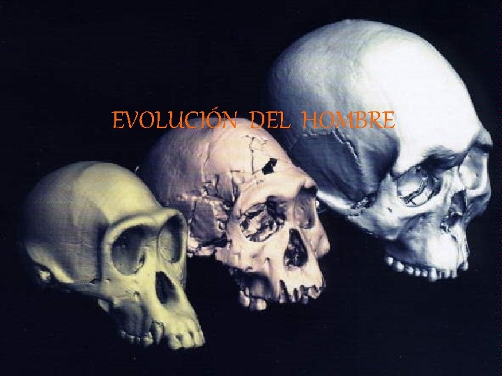 EVOLUCIÓN DEL HOMBRE 