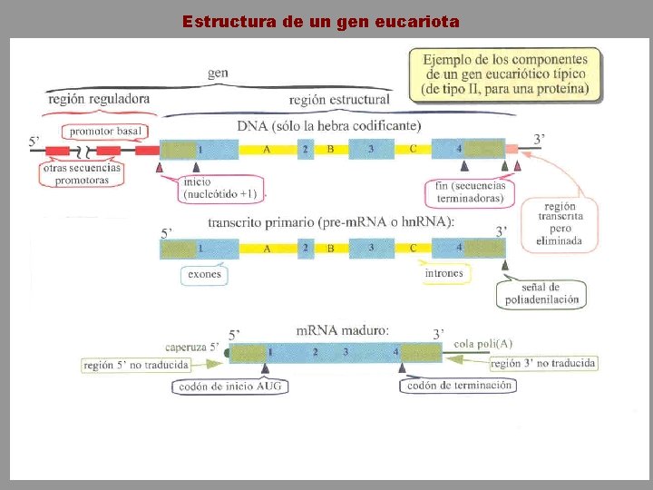 Estructura de un gen eucariota 