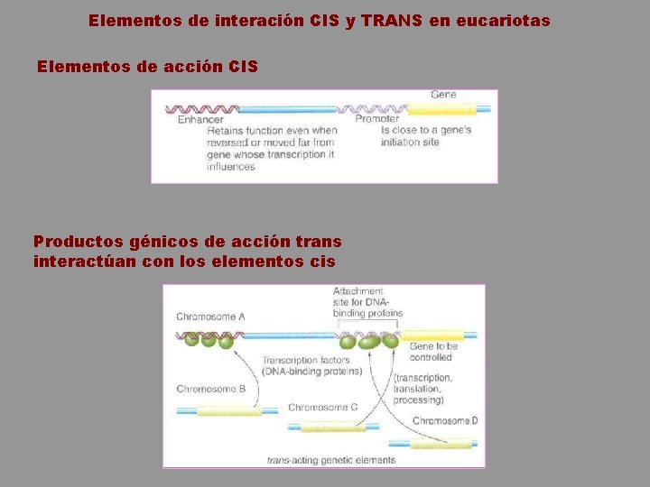 Elementos de interación CIS y TRANS en eucariotas Elementos de acción CIS Productos génicos