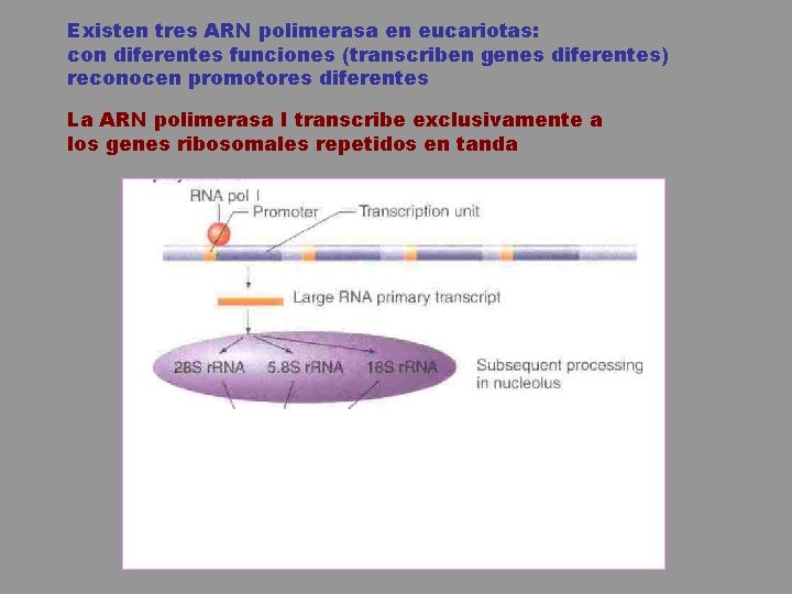 Existen tres ARN polimerasa en eucariotas: con diferentes funciones (transcriben genes diferentes) reconocen promotores