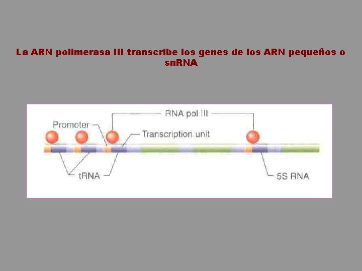 La ARN polimerasa III transcribe los genes de los ARN pequeños o sn. RNA