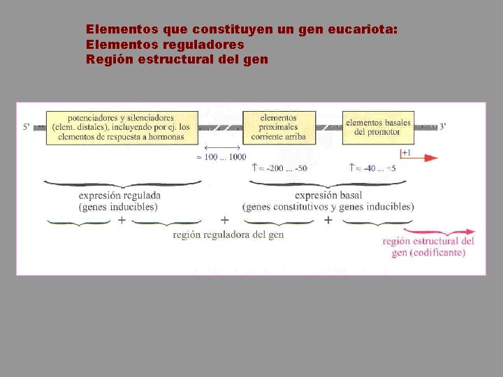 Elementos que constituyen un gen eucariota: Elementos reguladores Región estructural del gen 