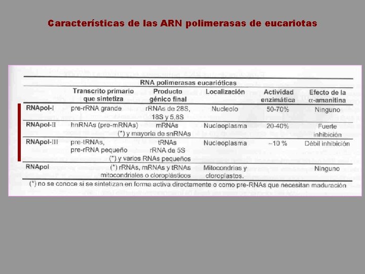 Características de las ARN polimerasas de eucariotas 