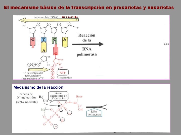 El mecanismo básico de la transcripción en procariotas y eucariotas Antisentido - Mecanismo de