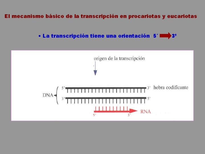 El mecanismo básico de la transcripción en procariotas y eucariotas • La transcripción tiene