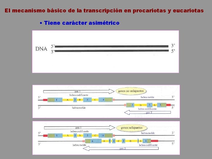 El mecanismo básico de la transcripción en procariotas y eucariotas • Tiene carácter asimétrico