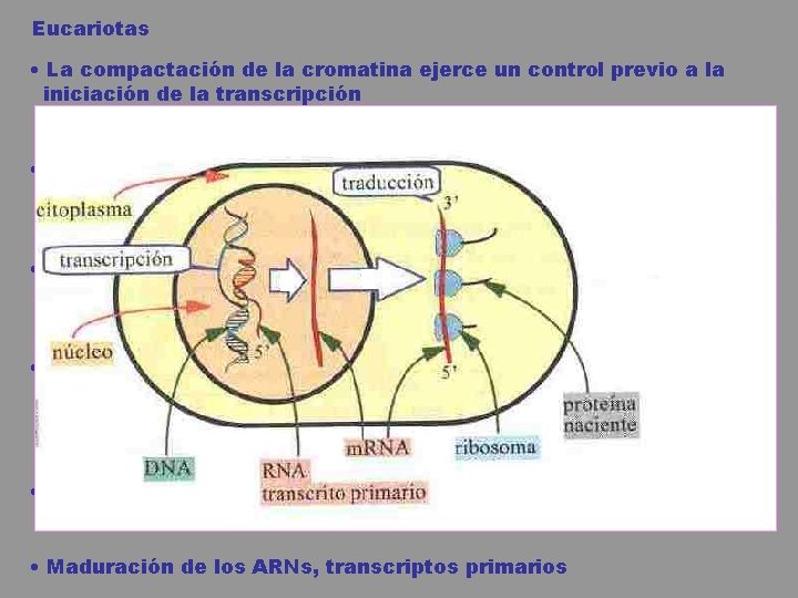 Eucariotas • La compactación de la cromatina ejerce un control previo a la iniciación