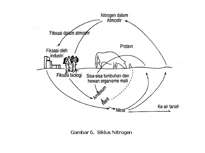 Gambar 6. Siklus Nitrogen 