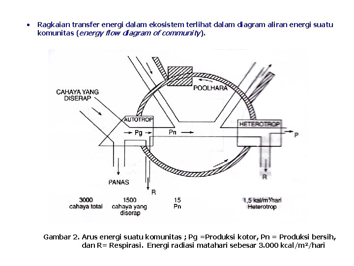  • Ragkaian transfer energi dalam ekosistem terlihat dalam diagram aliran energi suatu komunitas