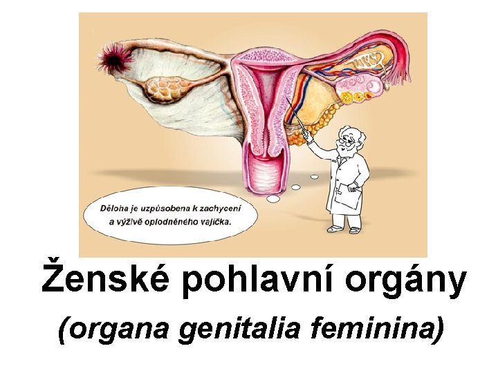 Ženské pohlavní orgány (organa genitalia feminina) 