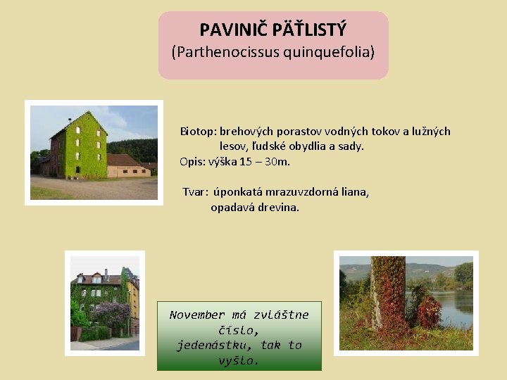 PAVINIČ PÄŤLISTÝ (Parthenocissus quinquefolia) Biotop: brehových porastov vodných tokov a lužných lesov, ľudské obydlia