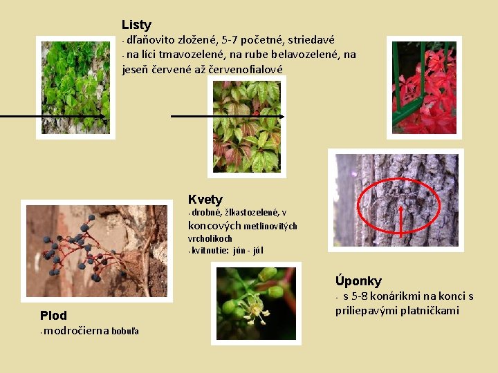 Listy • dľaňovito zložené, 5 -7 početné, striedavé • na líci tmavozelené, na rube