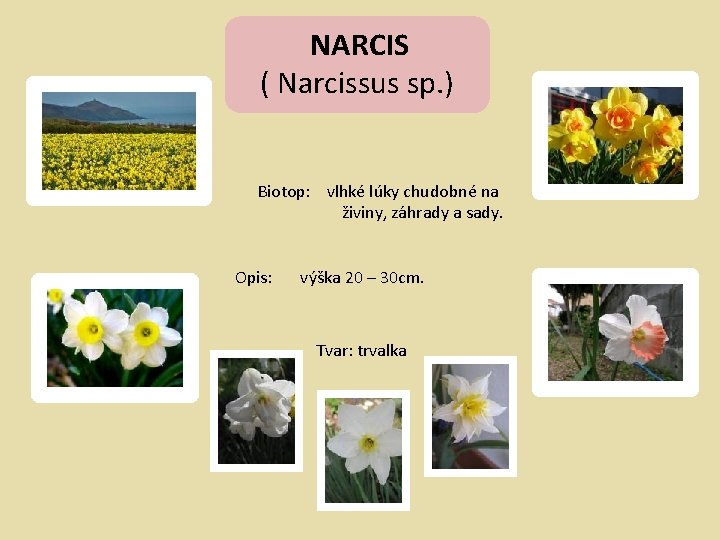 NARCIS ( Narcissus sp. ) Biotop: vlhké lúky chudobné na živiny, záhrady a sady.