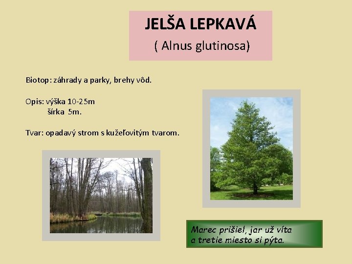 JELŠA LEPKAVÁ ( Alnus glutinosa) Biotop: záhrady a parky, brehy vôd. Opis: výška 10