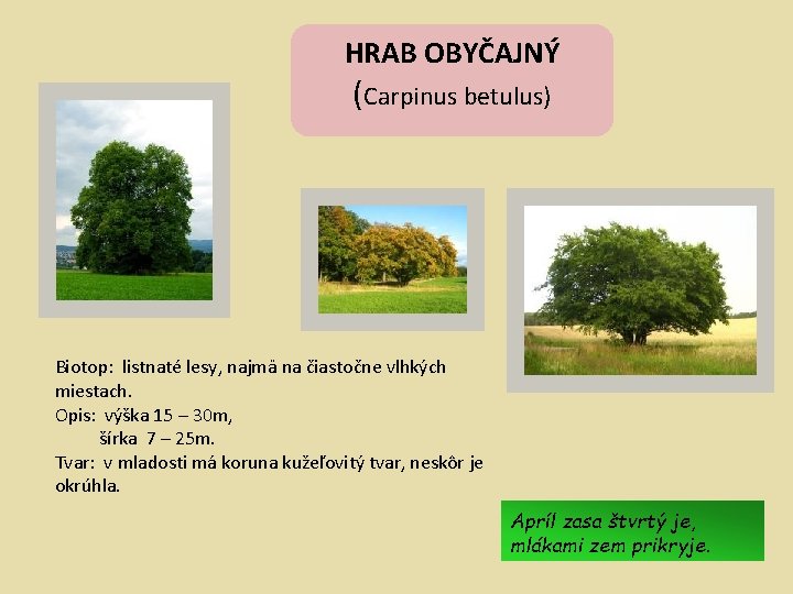 HRAB OBYČAJNÝ ( Carpinus betulus) Biotop: listnaté lesy, najmä na čiastočne vlhkých miestach. Opis: