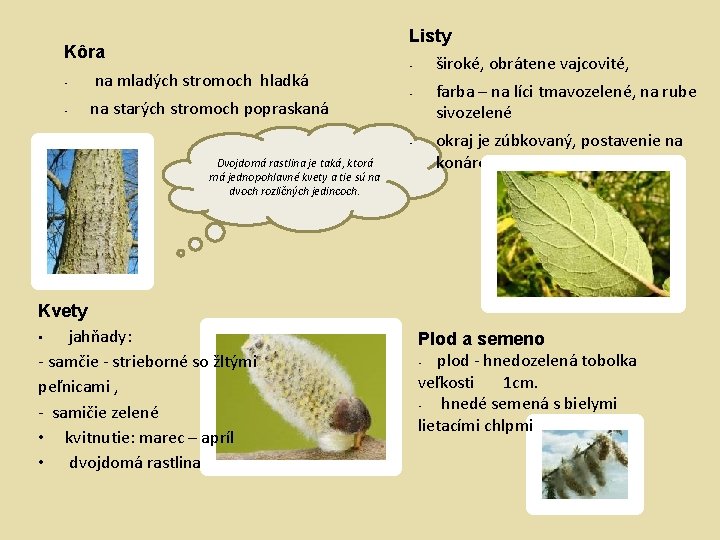 Listy Kôra • • na mladých stromoch hladká na starých stromoch popraskaná • •