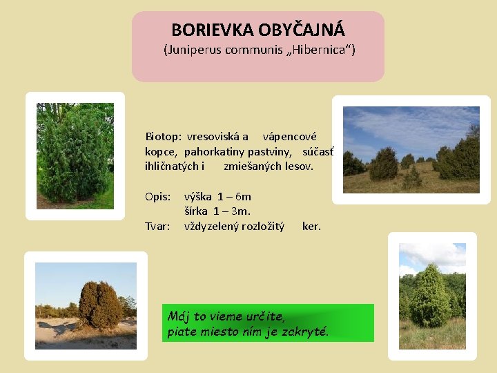 BORIEVKA OBYČAJNÁ (Juniperus communis „Hibernica“) Biotop: vresoviská a vápencové kopce, pahorkatiny pastviny, súčasť ihličnatých