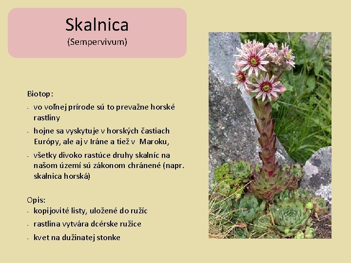 Skalnica (Sempervivum) Biotop: • • • vo voľnej prírode sú to prevažne horské rastliny