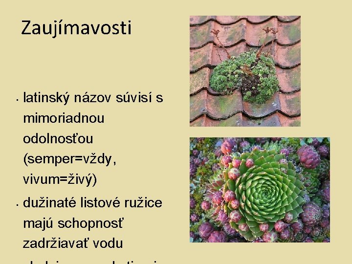 Zaujímavosti • • latinský názov súvisí s mimoriadnou odolnosťou (semper=vždy, vivum=živý) dužinaté listové ružice