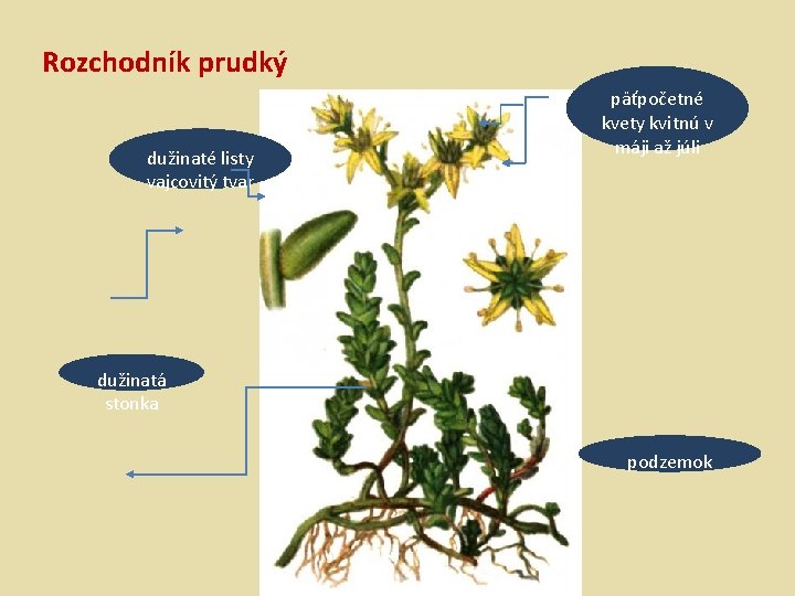 Rozchodník prudký dužinaté listy vajcovitý tvar päťpočetné kvety kvitnú v máji až júli dužinatá