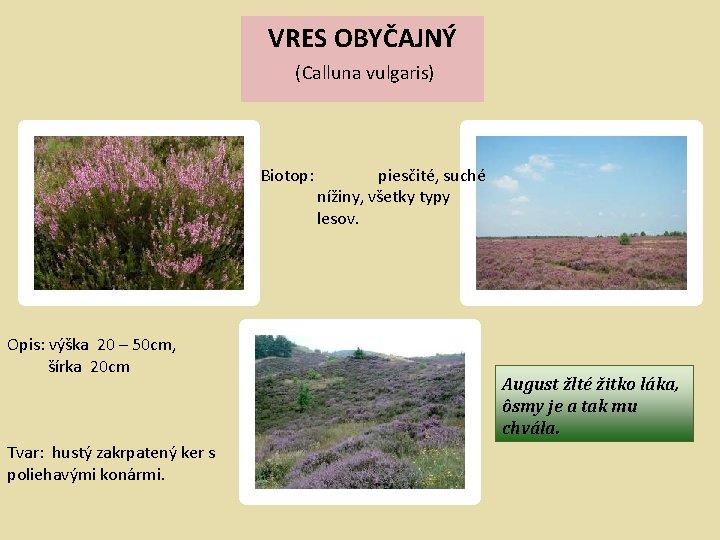 VRES OBYČAJNÝ (Calluna vulgaris) Biotop: piesčité, suché nížiny, všetky typy lesov. Opis: výška 20