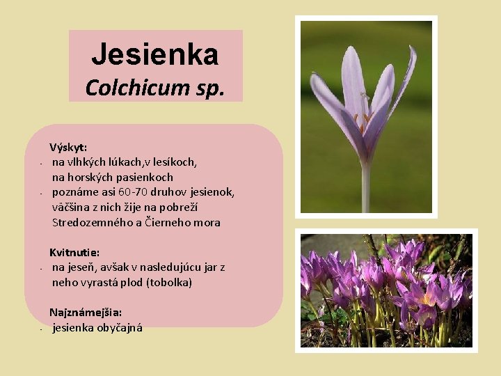 Jesienka Colchicum sp. • • Výskyt: na vlhkých lúkach, v lesíkoch, na horských pasienkoch