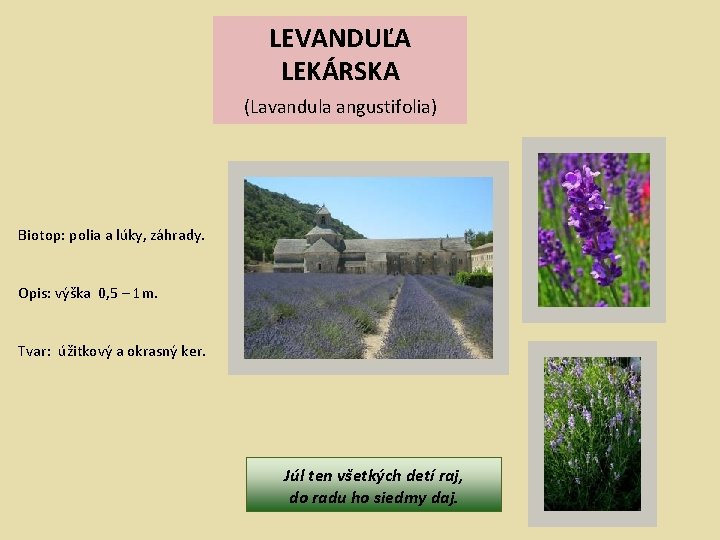 LEVANDUĽA LEKÁRSKA (Lavandula angustifolia) Biotop: polia a lúky, záhrady. Opis: výška 0, 5 –