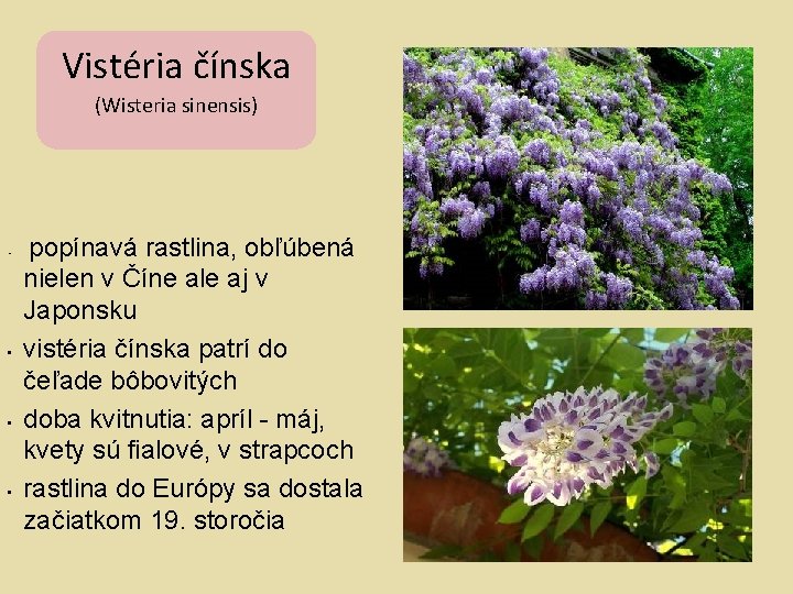 Vistéria čínska (Wisteria sinensis) • • popínavá rastlina, obľúbená nielen v Číne ale aj