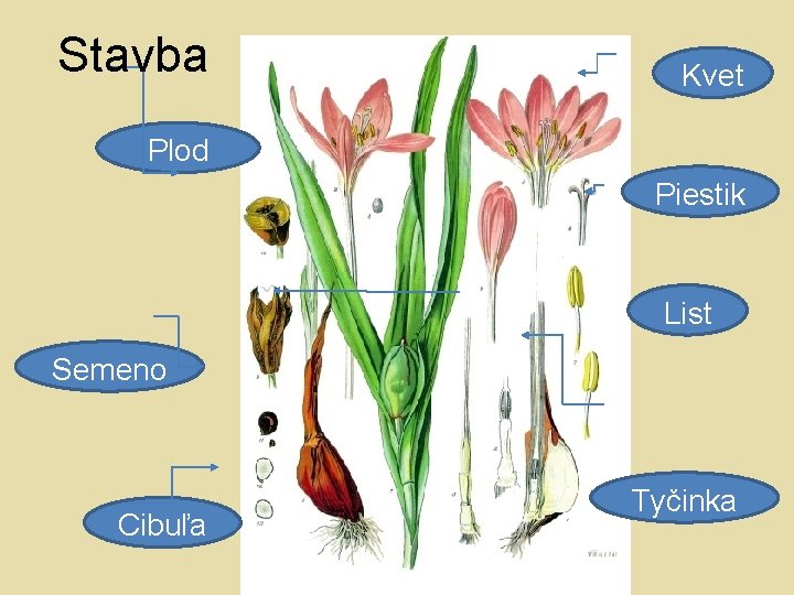 Stavba Kvet Plod Piestik List Semeno Cibuľa Tyčinka 