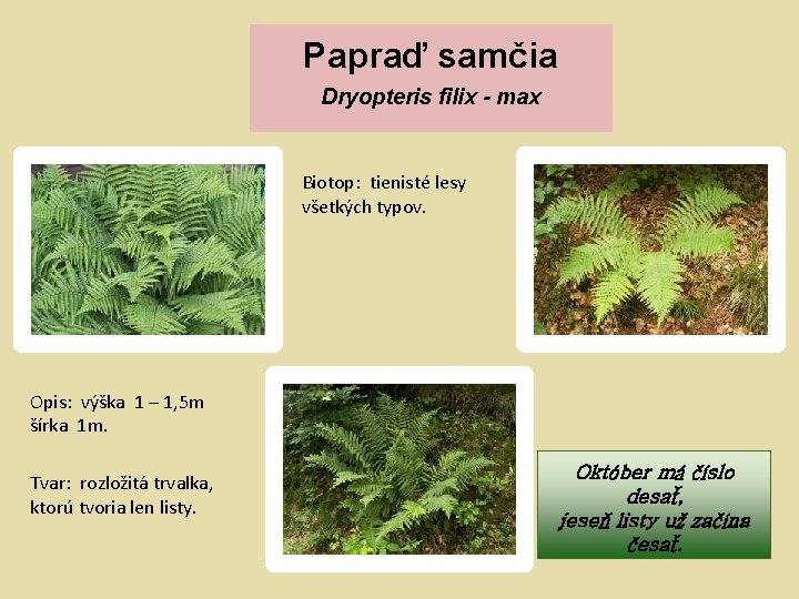 Papraď samčia Dryopteris filix - max Biotop: tienisté lesy všetkých typov. Opis: výška 1