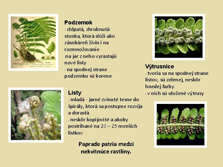 Podzemok • chlpatá, zhrubnutá stonka, ktorá slúži ako zásobáreň živín i na rozmnožovanie •