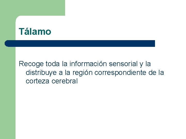 Tálamo Recoge toda la información sensorial y la distribuye a la región correspondiente de Tálamo Recoge toda la información sensorial y la distribuye a la región correspondiente de